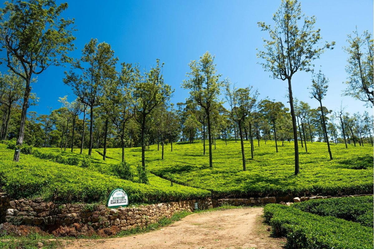Ceylon Tea Plantation
